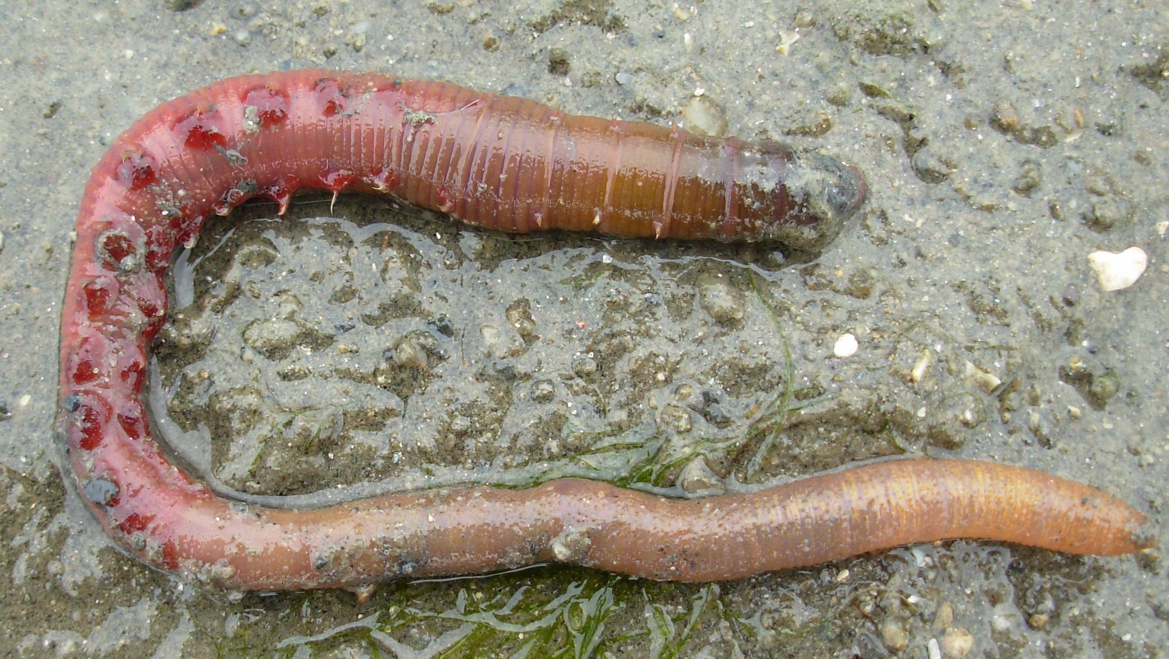  Arenicola marina